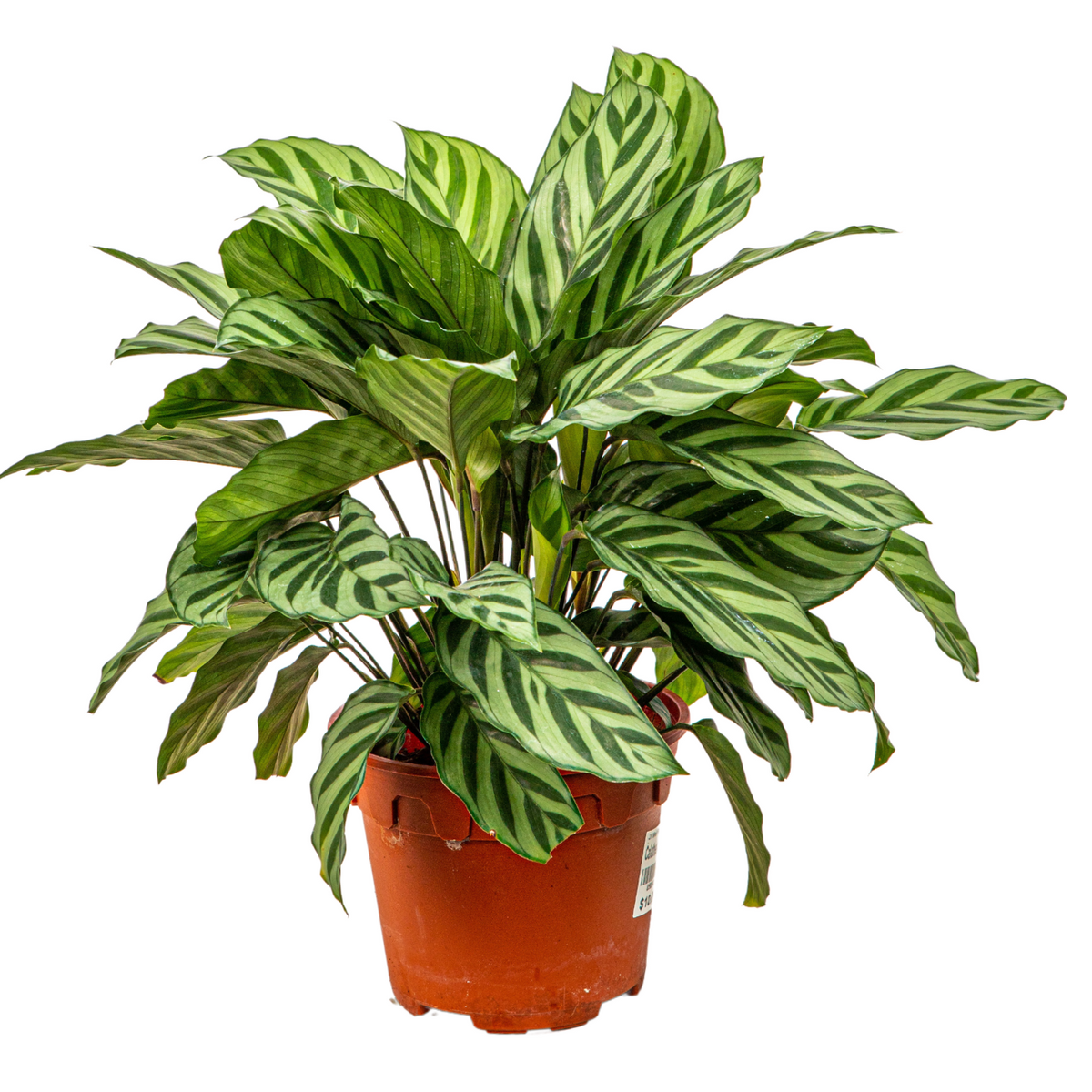 Calathea Feddie - View 35 from www redcrocus com