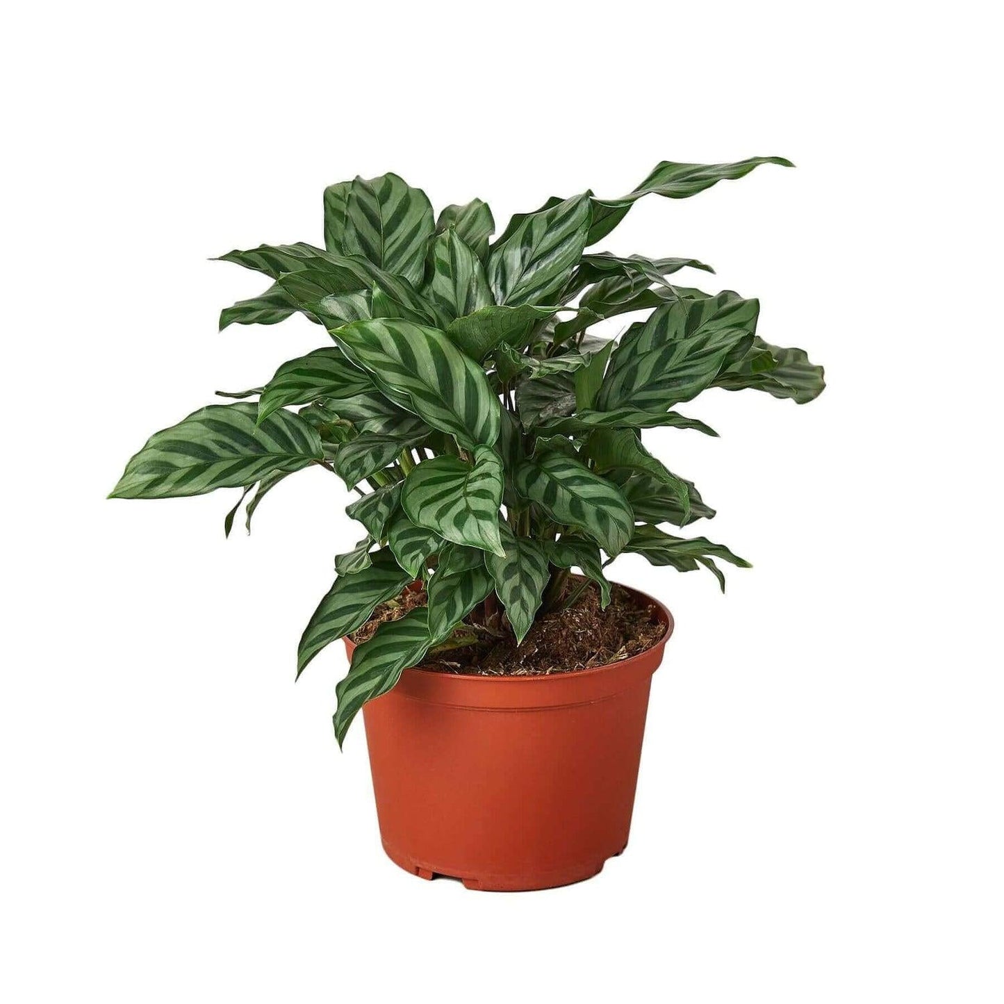 Calathea Feddie - View 4 from www redcrocus com