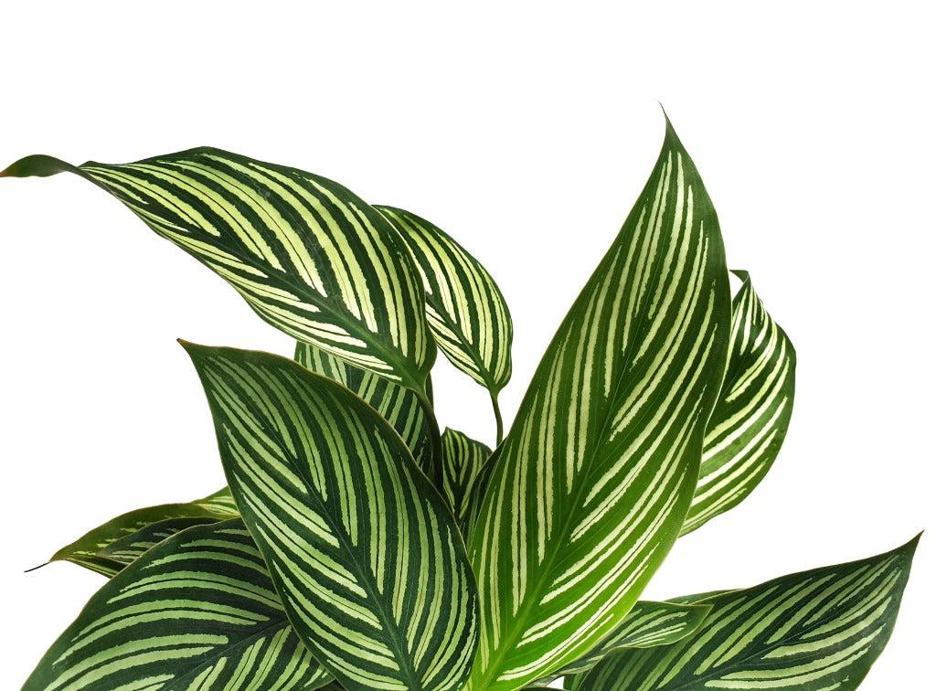 Calathea Feddie - View 5 from www redcrocus com