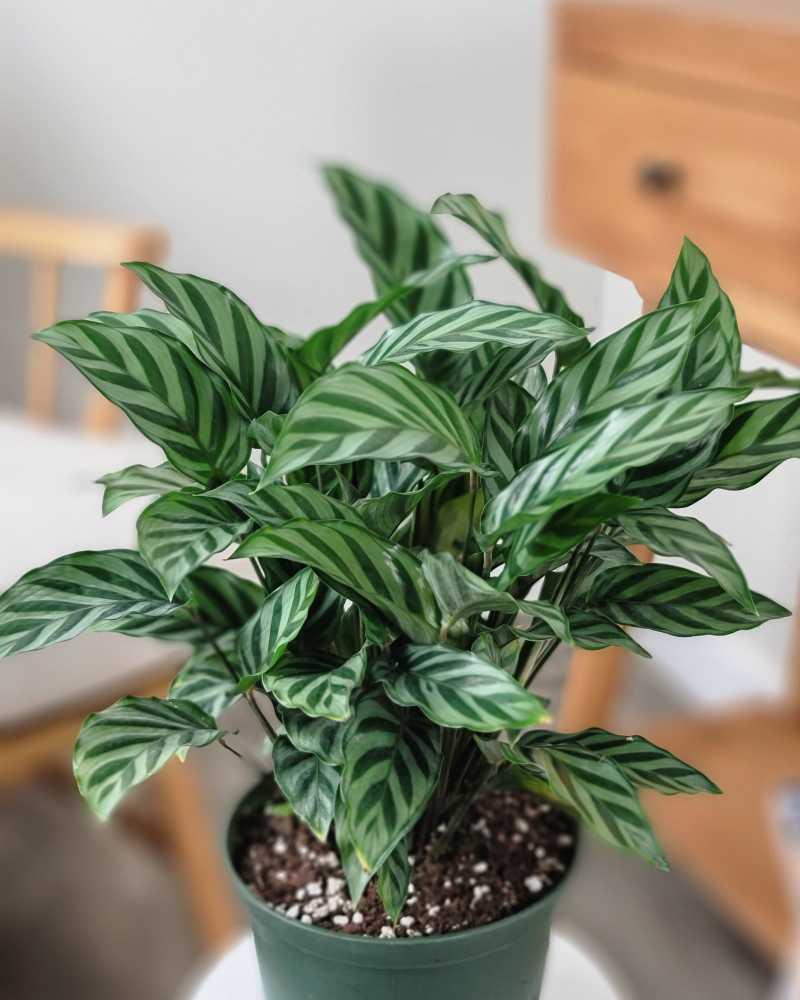 Calathea Feddie - View 7 from www redcrocus com