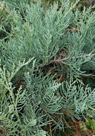 RedCrocus Juniperus 'Grey Owl' Live Plant, Silver-Blue Evergreen, Low Spreading Juniper for Full Sun, Drought & Cold Hardy, Zone 3-9 Groundcover  1 Gallon Nursery Pot