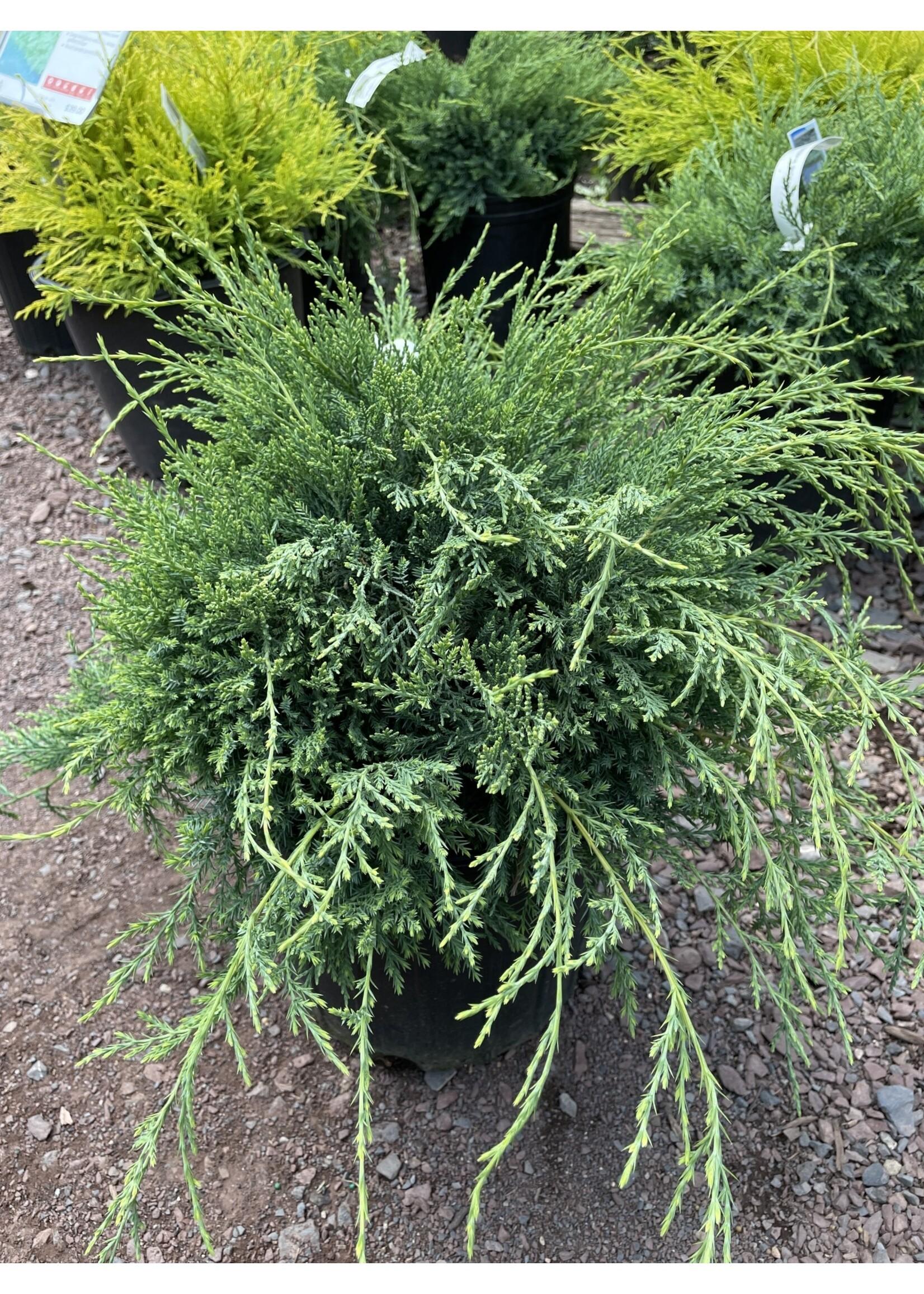 D3 Juniperus Grey Owl Sold Out - View 11 from www redcrocus com