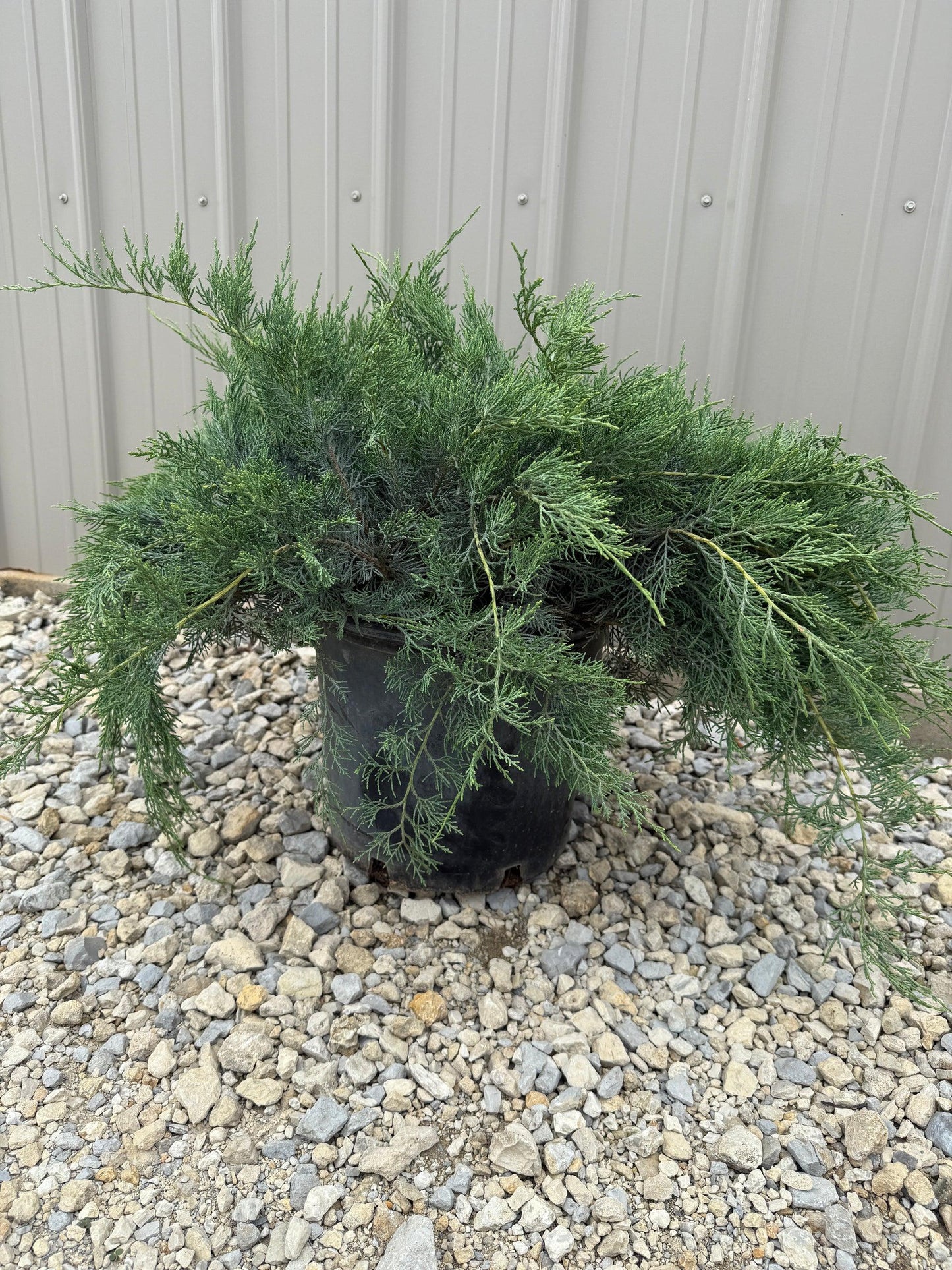 D3 Juniperus Grey Owl Sold Out - View 13 from www redcrocus com