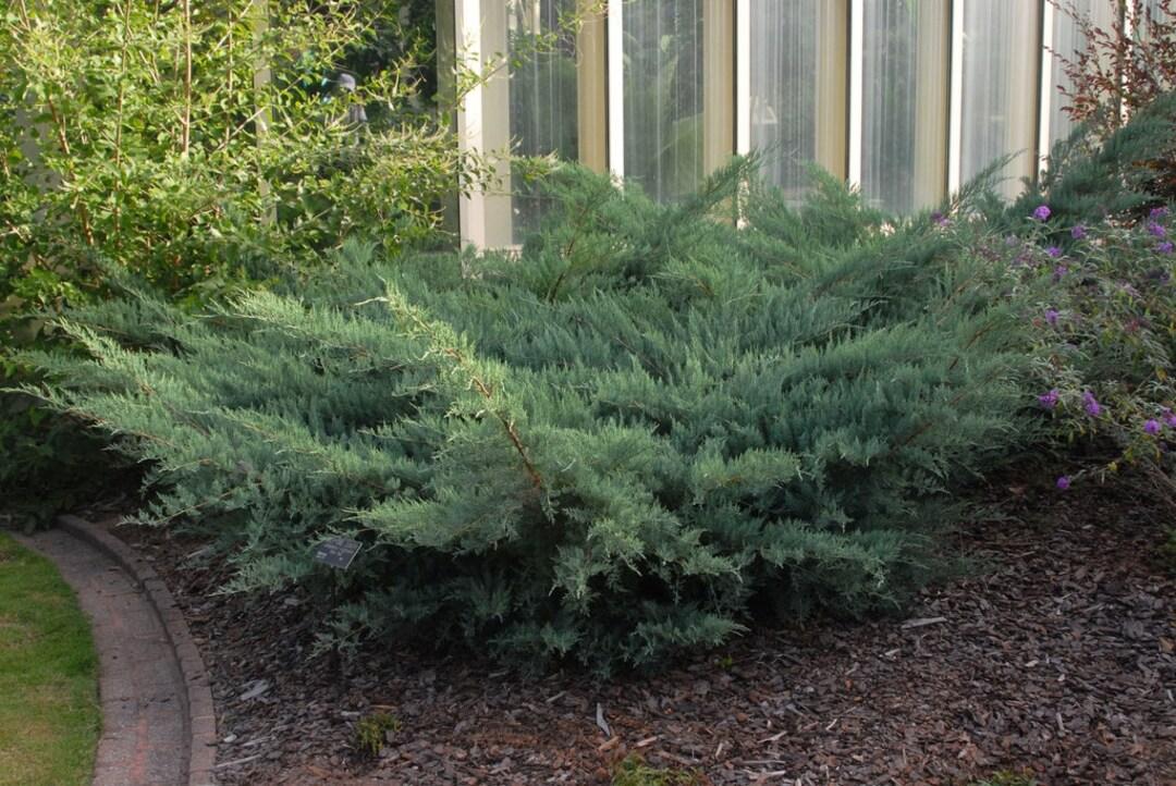 D3 Juniperus Grey Owl Sold Out - View 15 from www redcrocus com