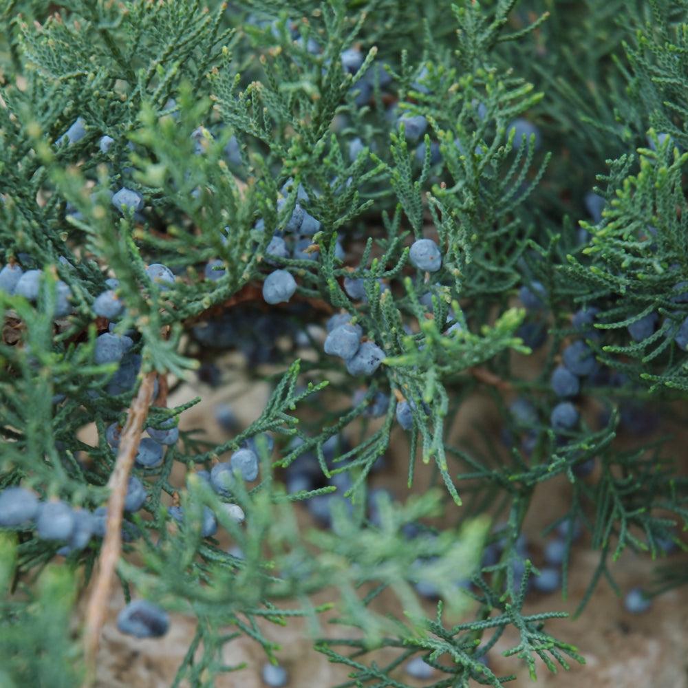 D3 Juniperus Grey Owl Sold Out - View 16 from www redcrocus com
