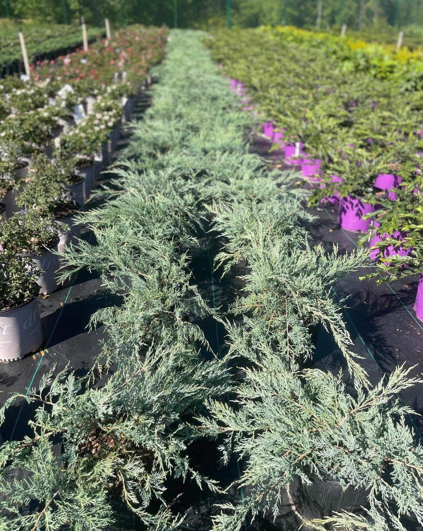 D3 Juniperus Grey Owl Sold Out - View 18 from www redcrocus com