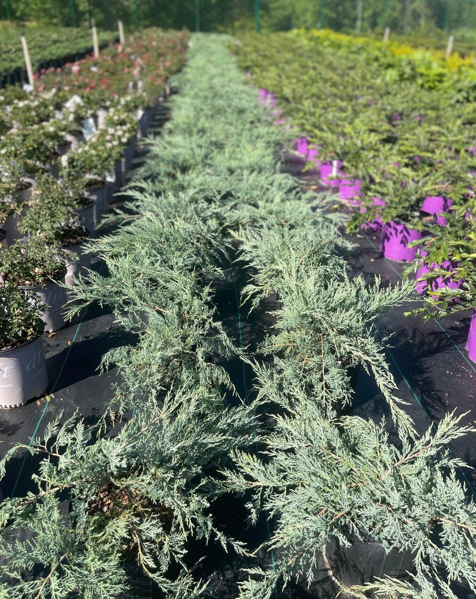 D3 Juniperus Grey Owl Sold Out - View 18 from www redcrocus com