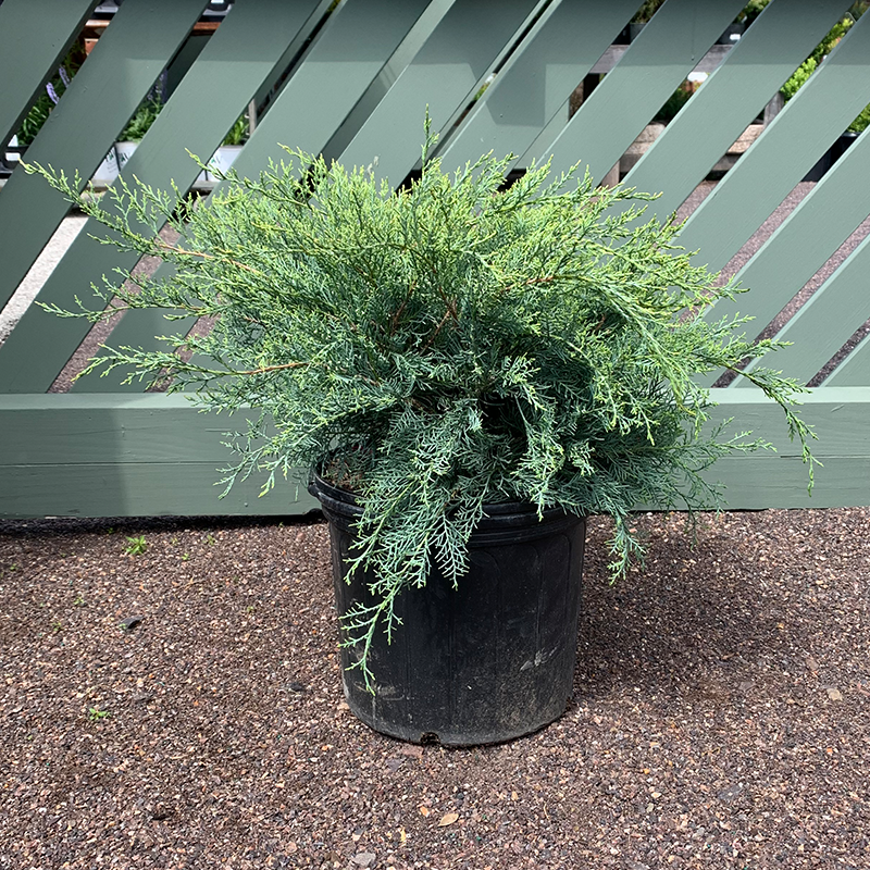 D3 Juniperus Grey Owl Sold Out - View 20 from www redcrocus com