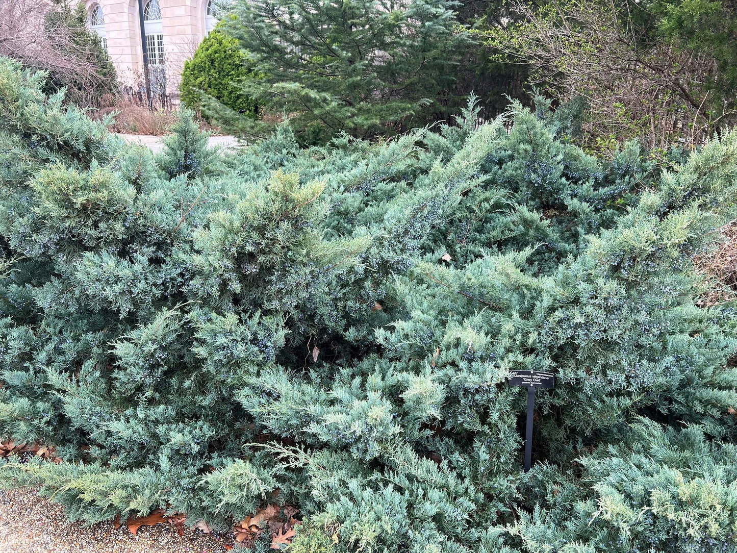 D3 Juniperus Grey Owl Sold Out - View 21 from www redcrocus com