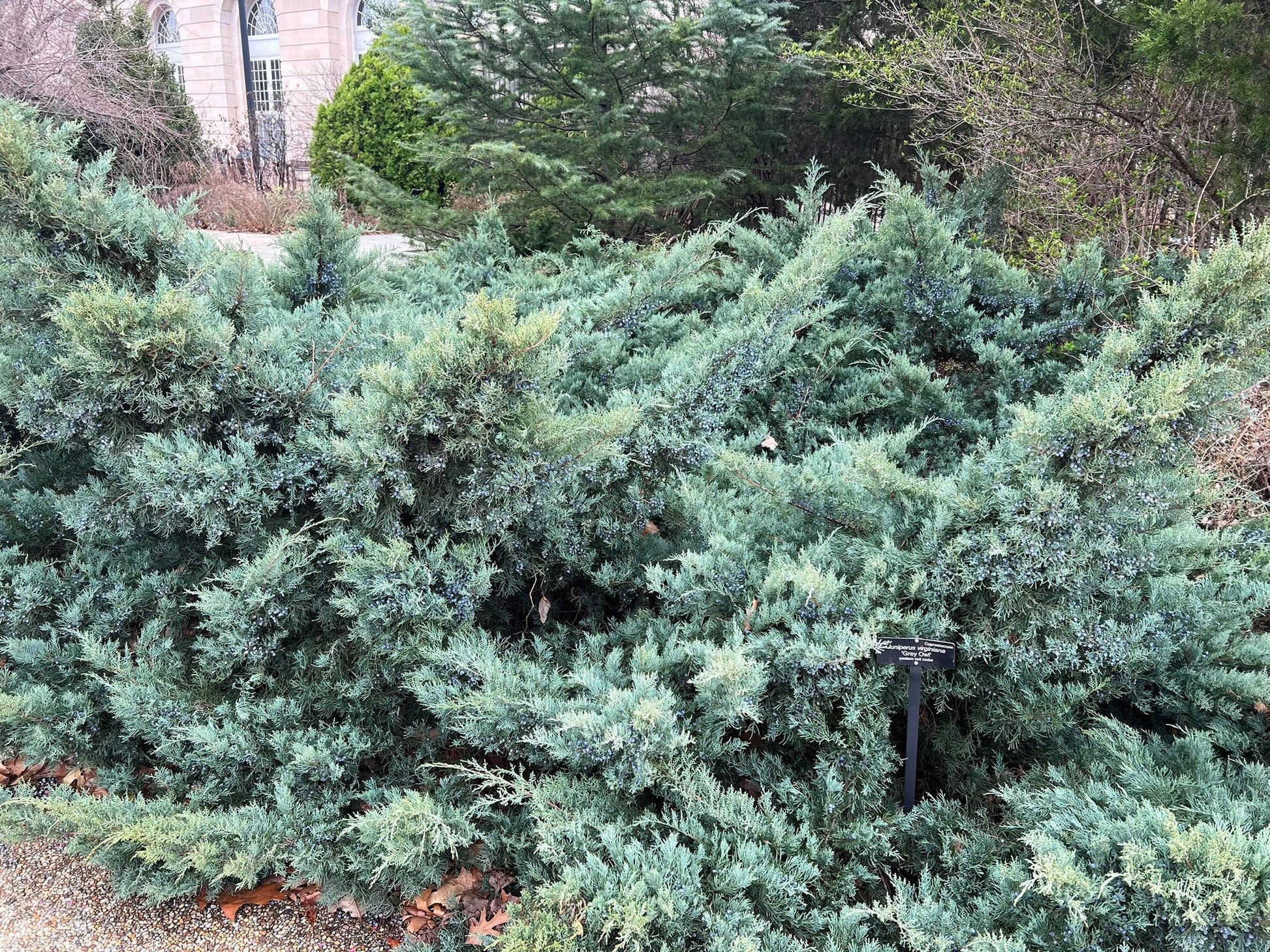 D3 Juniperus Grey Owl Sold Out - View 21 from www redcrocus com