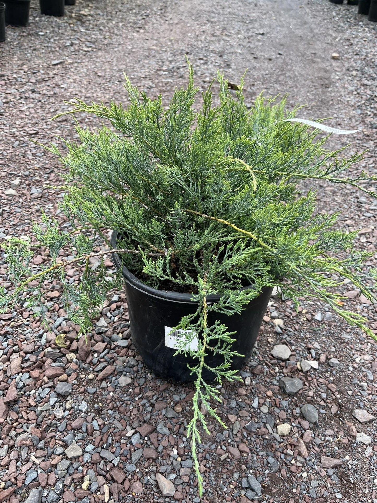 D3 Juniperus Grey Owl Sold Out - View 25 from www redcrocus com