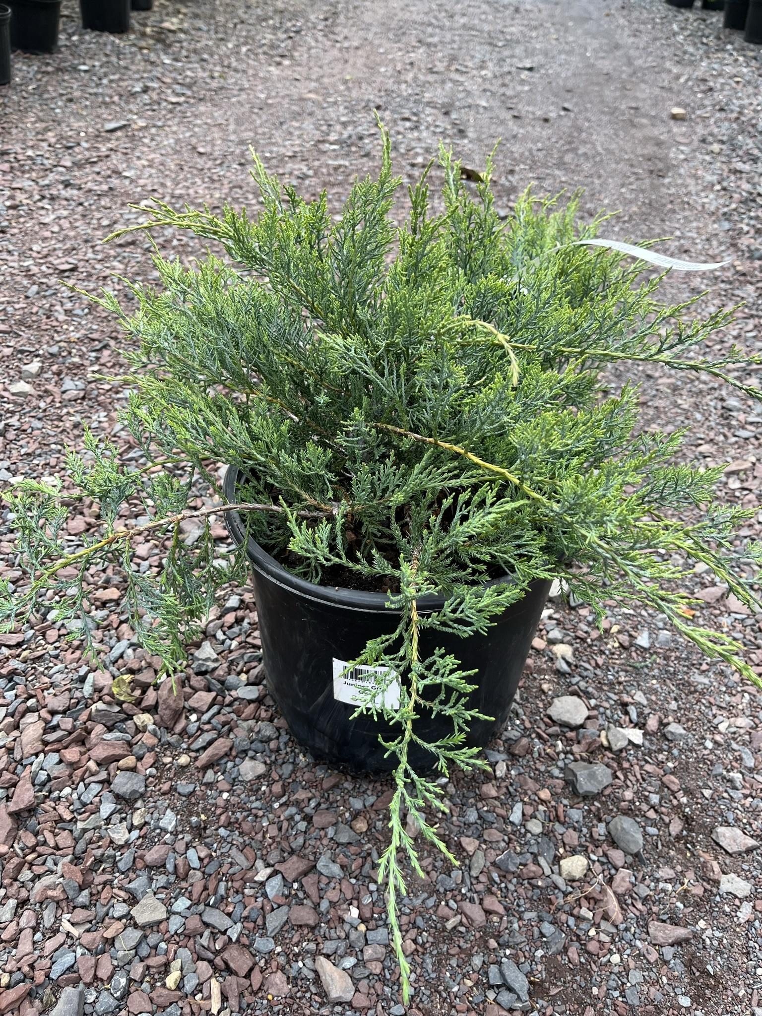D3 Juniperus Grey Owl Sold Out - View 25 from www redcrocus com