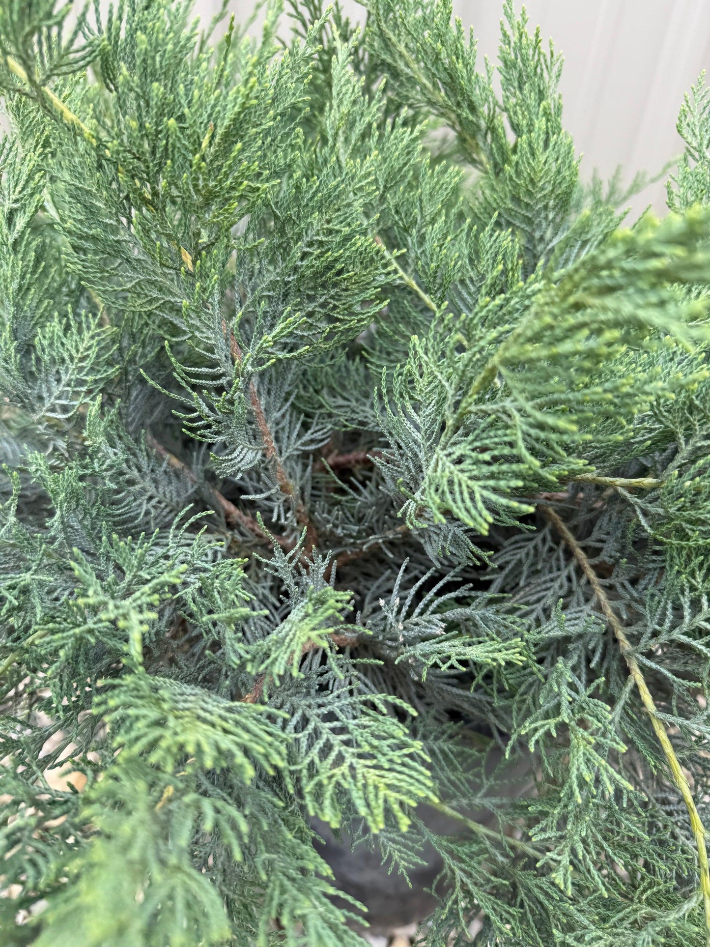 D3 Juniperus Grey Owl Sold Out - View 28 from www redcrocus com