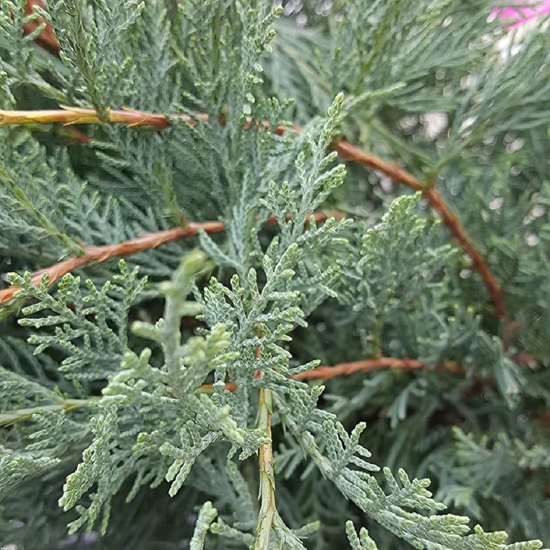 D3 Juniperus Grey Owl Sold Out - View 33 from www redcrocus com