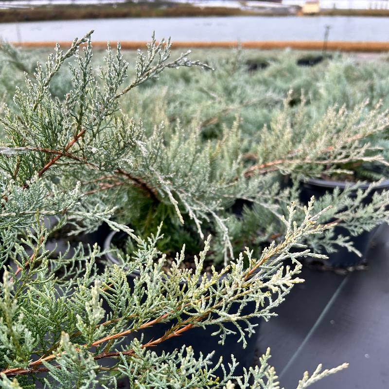 D3 Juniperus Grey Owl Sold Out - View 35 from www redcrocus com