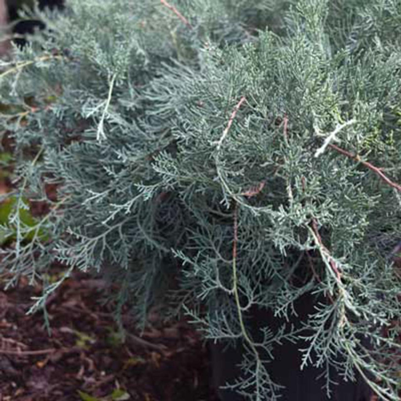 D3 Juniperus Grey Owl Sold Out - View 36 from www redcrocus com