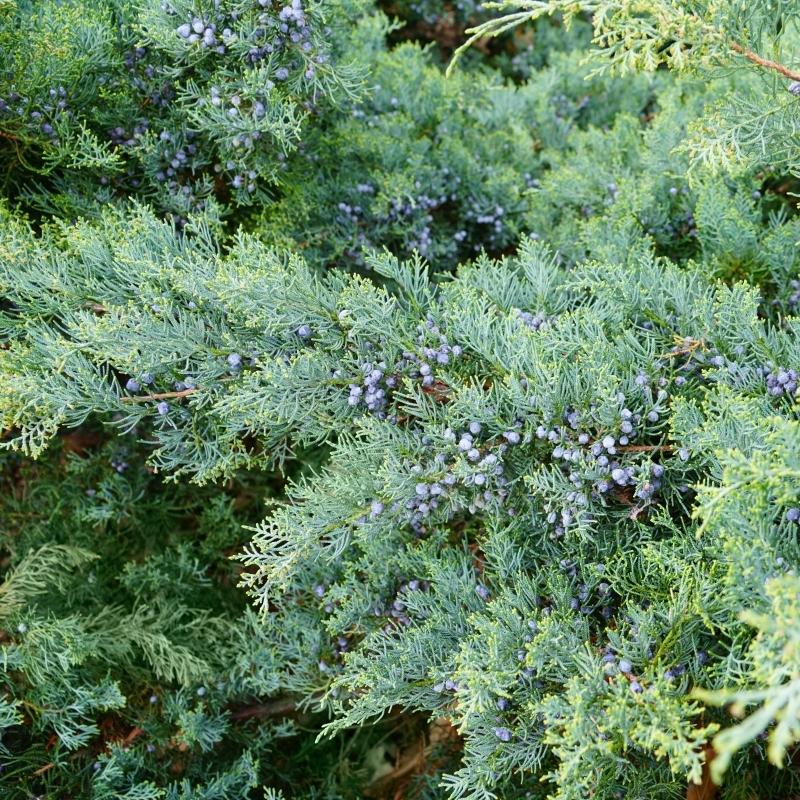 D3 Juniperus Grey Owl Sold Out - View 7 from www redcrocus com