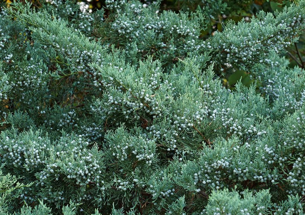 D3 Juniperus Grey Owl Sold Out - View 9 from www redcrocus com