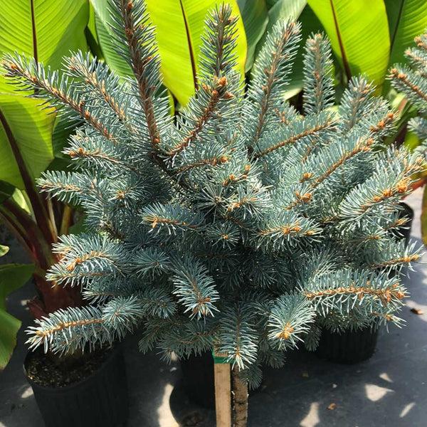 C2 Picea Pungens Glauca Globosa Blue Topiary Standard Topiary - View 10 from www redcrocus com