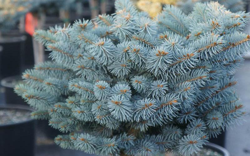 C2 Picea Pungens Glauca Globosa Blue Topiary Standard Topiary - View 14 from www redcrocus com