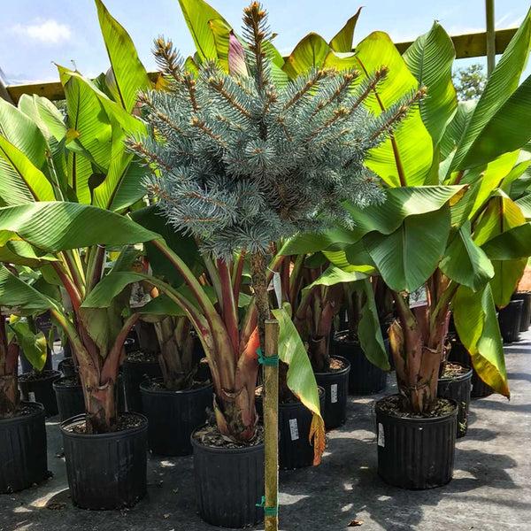 C2 Picea Pungens Glauca Globosa Blue Topiary Standard Topiary - View 15 from www redcrocus com