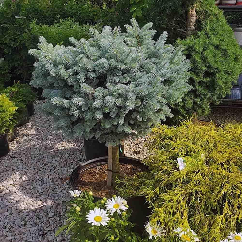 C2 Picea Pungens Glauca Globosa Blue Topiary Standard Topiary - View 16 from www redcrocus com
