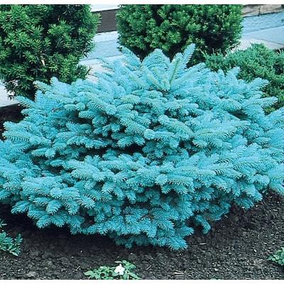 C2 Picea Pungens Glauca Globosa Blue Topiary Standard Topiary - View 26 from www redcrocus com