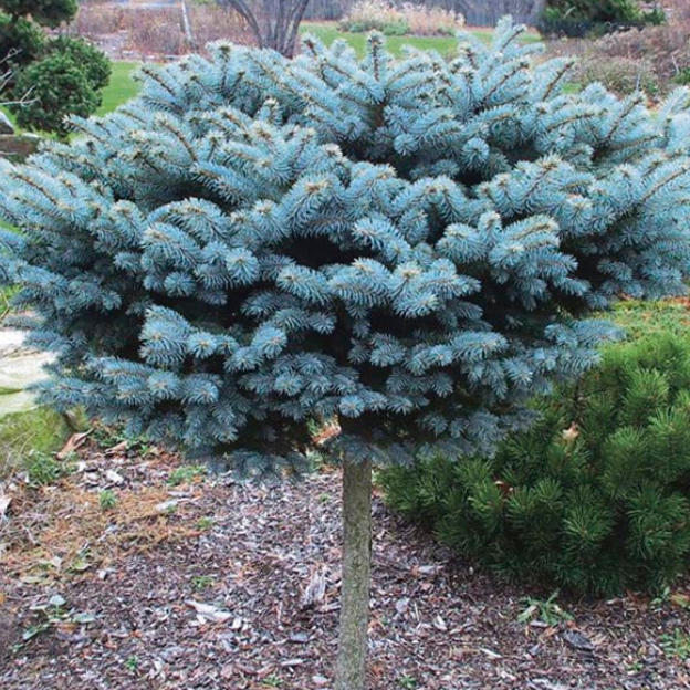 C2 Picea Pungens Glauca Globosa Blue Topiary Standard Topiary - View 2 from www redcrocus com