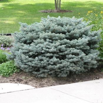 C2 Picea Pungens Glauca Globosa Blue Topiary Standard Topiary - View 33 from www redcrocus com