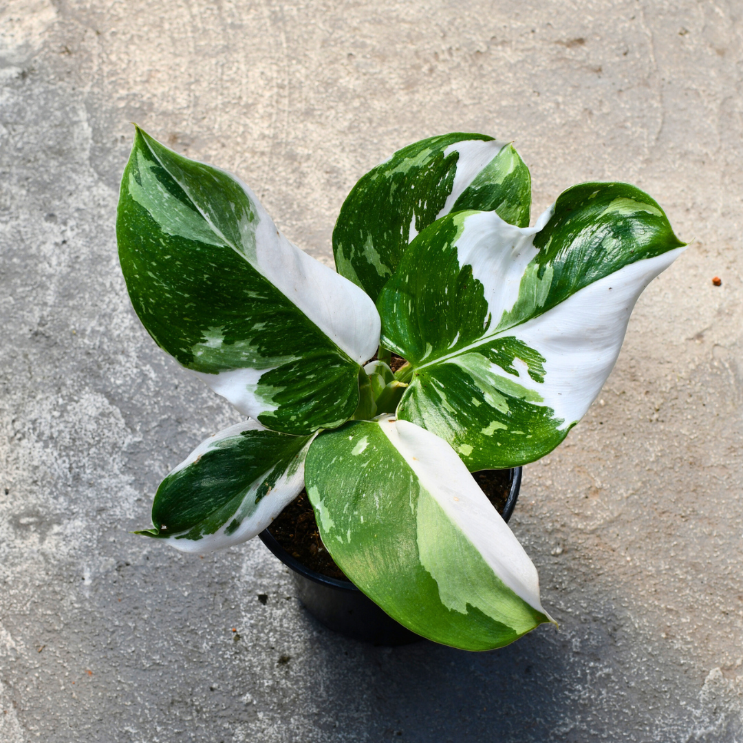 Bc Philodendron Punctata - View 10 from www redcrocus com