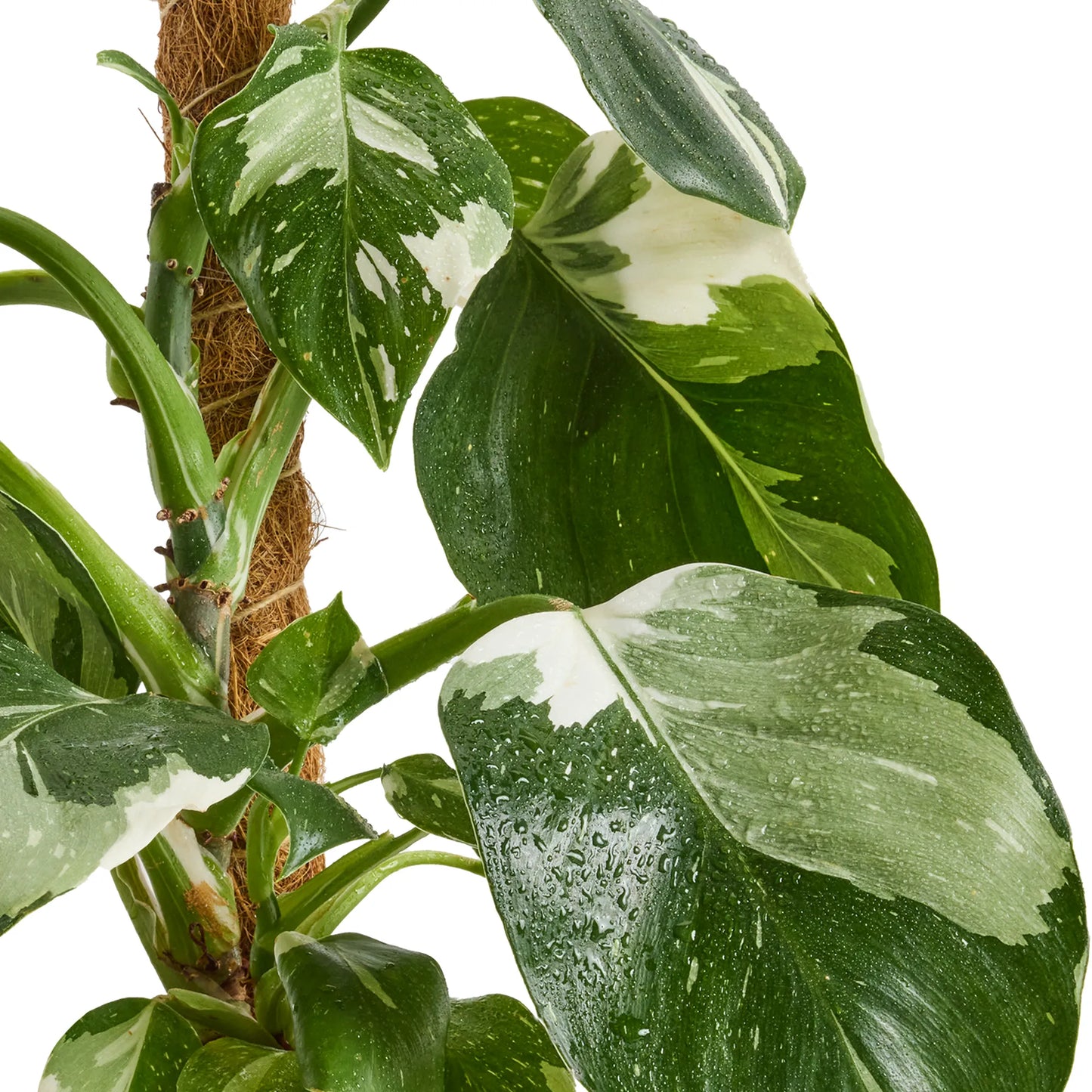 Bc Philodendron Punctata - View 11 from www redcrocus com