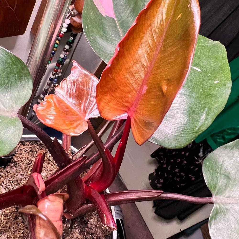 Bc Philodendron Punctata - View 14 from www redcrocus com