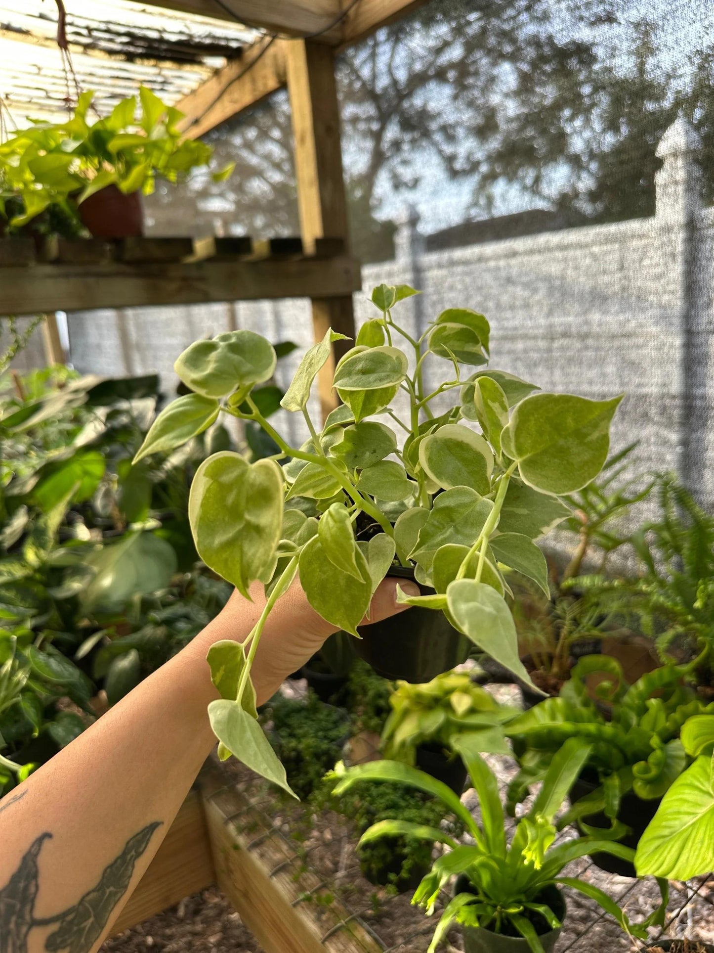 Bc Philodendron Punctata - View 17 from www redcrocus com