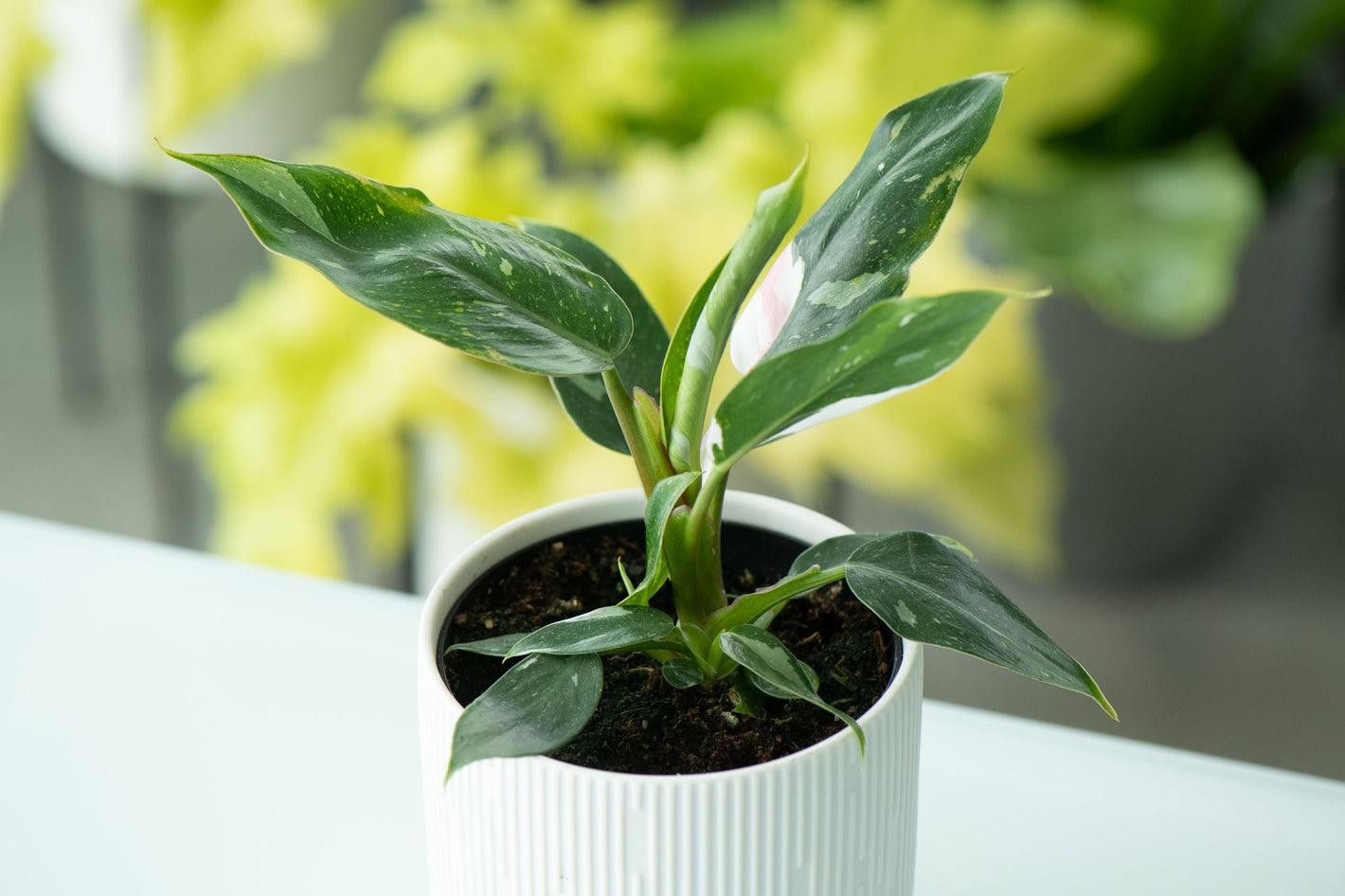 Bc Philodendron Punctata - View 18 from www redcrocus com