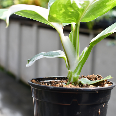 Bc Philodendron Punctata - View 22 from www redcrocus com