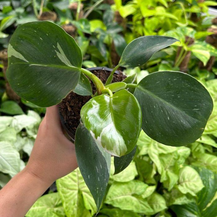Bc Philodendron Punctata - View 25 from www redcrocus com