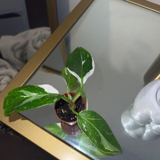 Bc Philodendron Punctata - View 26 from www redcrocus com