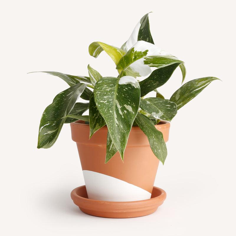 Bc Philodendron Punctata - View 3 from www redcrocus com