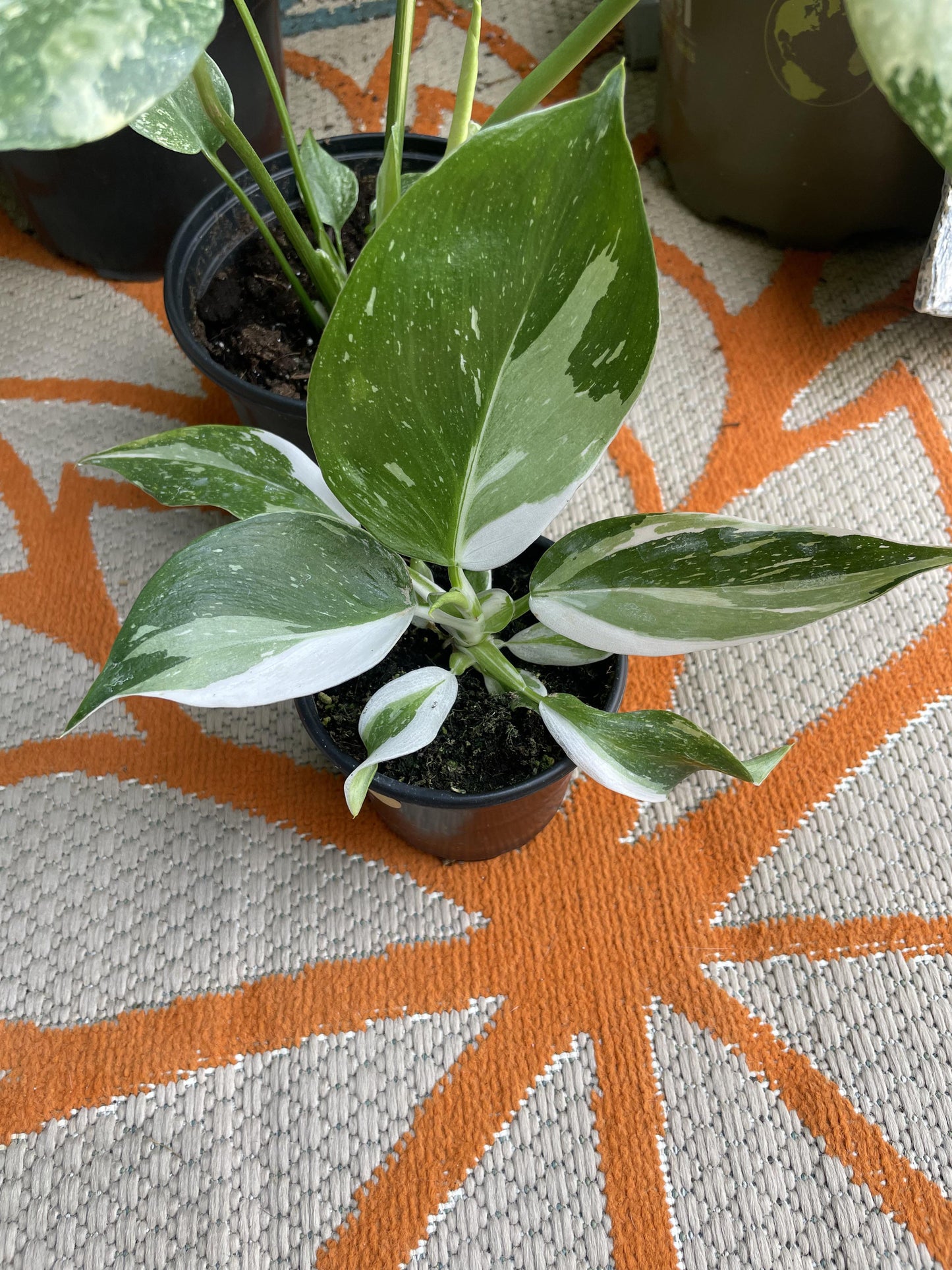 Bc Philodendron Punctata - View 4 from www redcrocus com