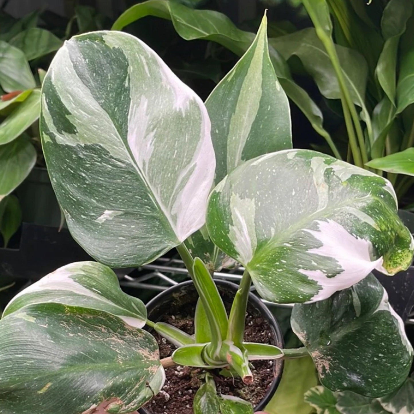 Bc Philodendron Punctata - View 5 from www redcrocus com