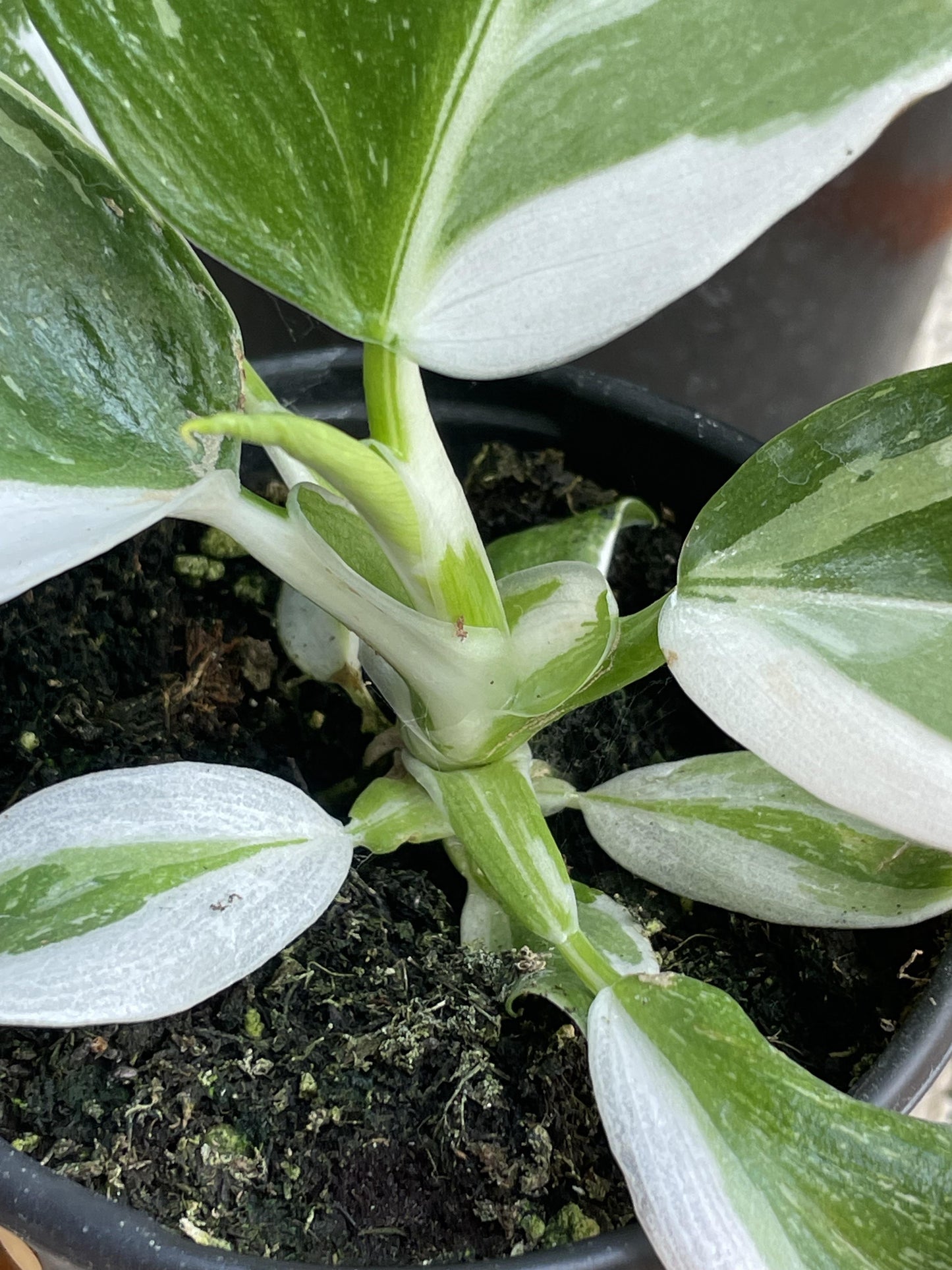 Bc Philodendron Punctata - View 7 from www redcrocus com