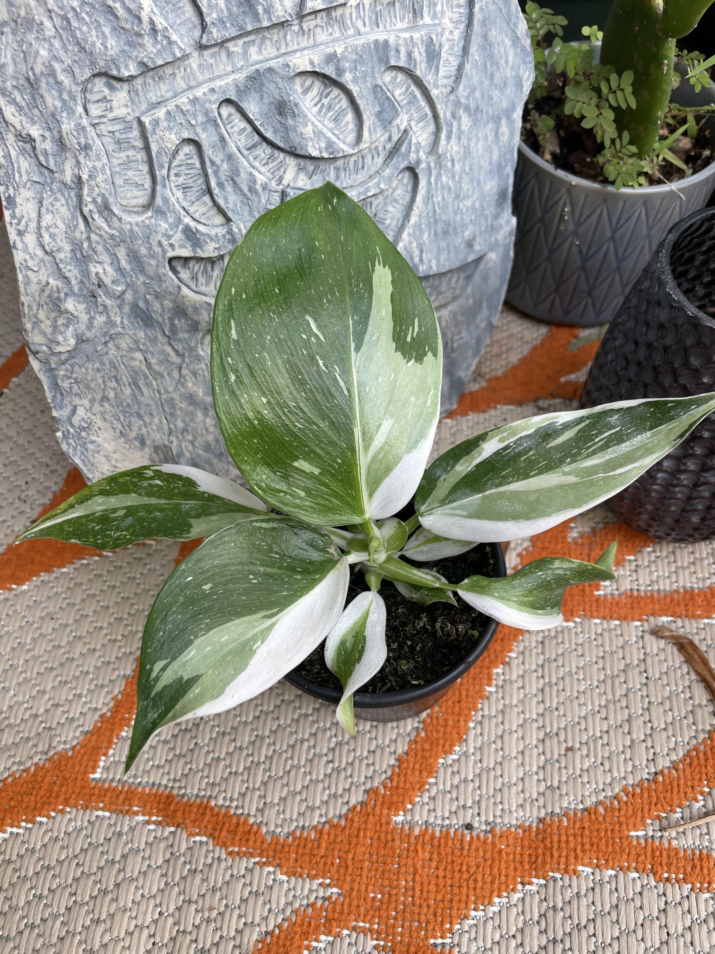 Bc Philodendron Punctata - View 8 from www redcrocus com