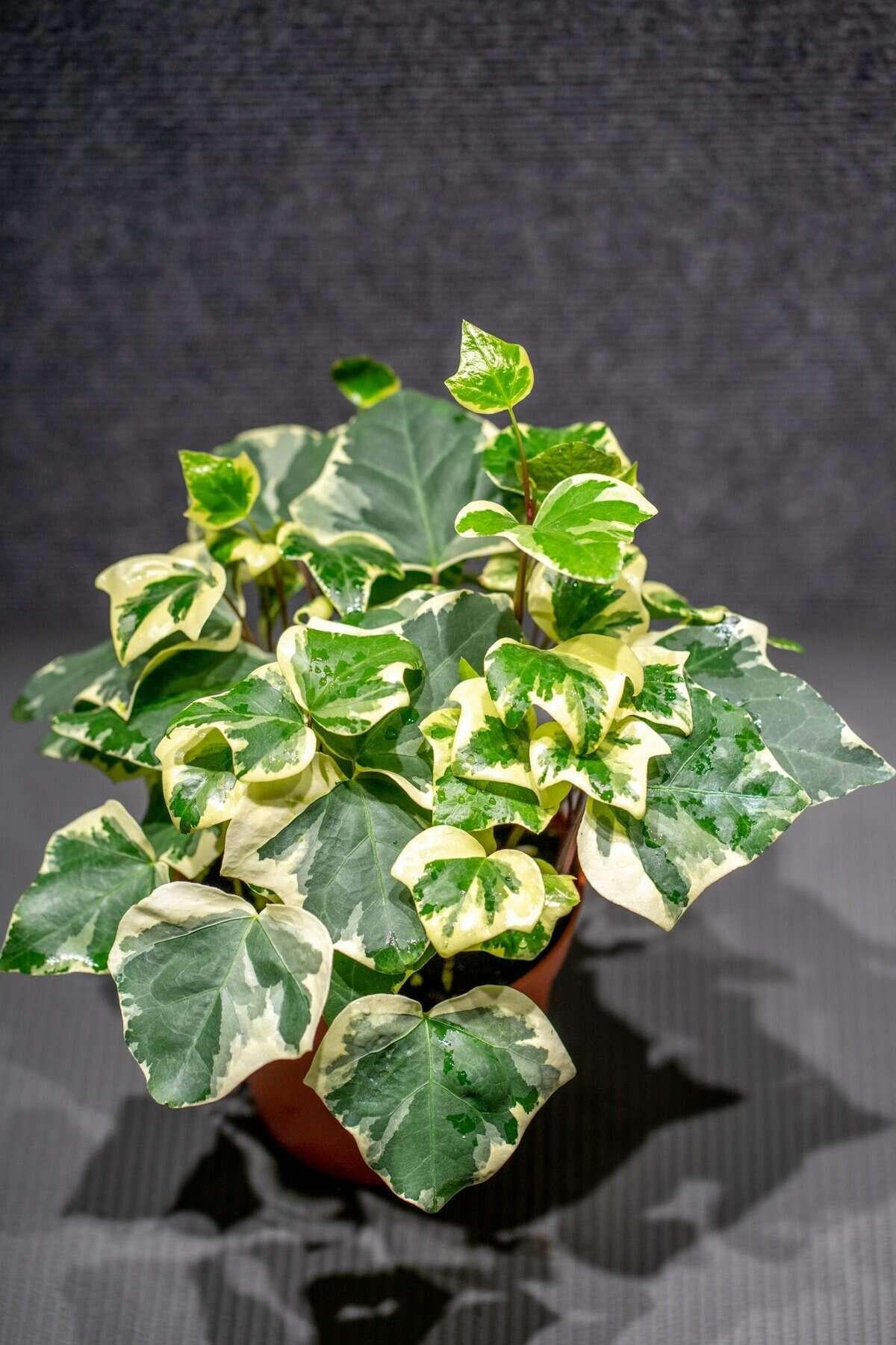 F5 Ivy Algerian Marengo Variegated - View 11 from www redcrocus com