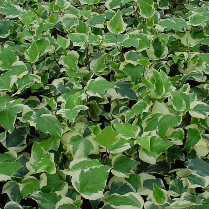 F5 Ivy Algerian Marengo Variegated - View 18 from www redcrocus com