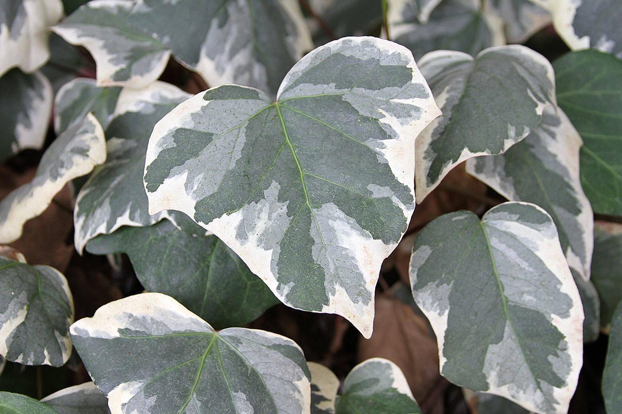 F5 Ivy Algerian Marengo Variegated - View 1 from www redcrocus com
