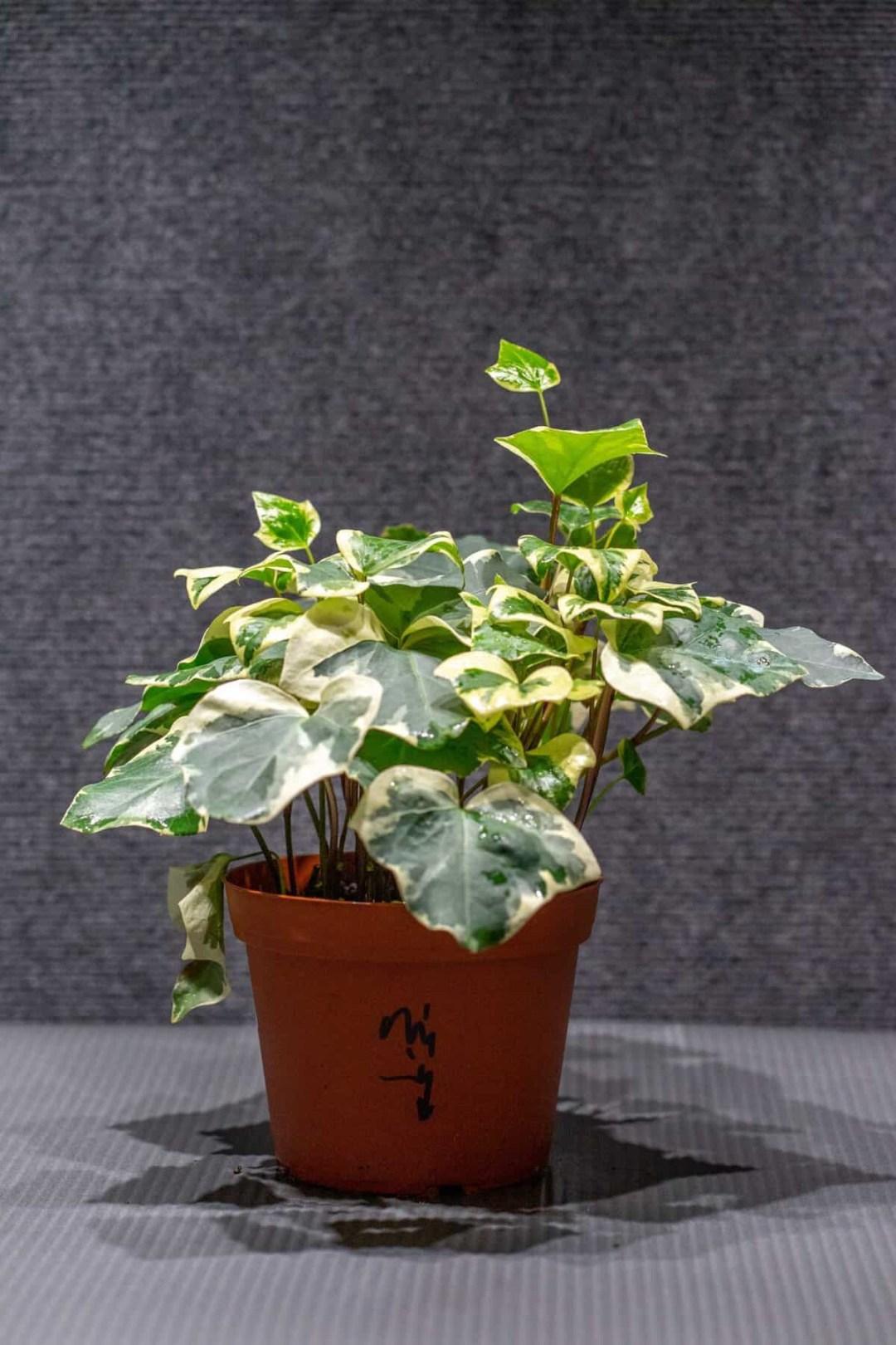 F5 Ivy Algerian Marengo Variegated - View 21 from www redcrocus com