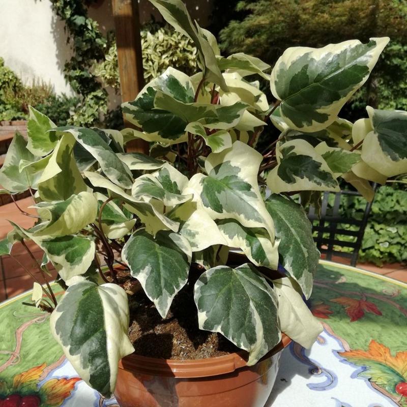 F5 Ivy Algerian Marengo Variegated - View 22 from www redcrocus com