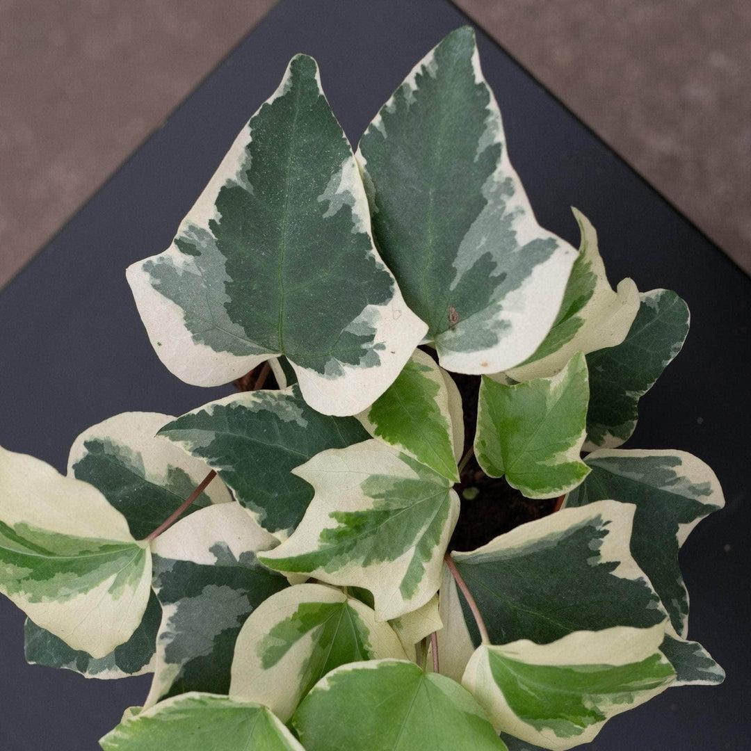 F5 Ivy Algerian Marengo Variegated - View 23 from www redcrocus com