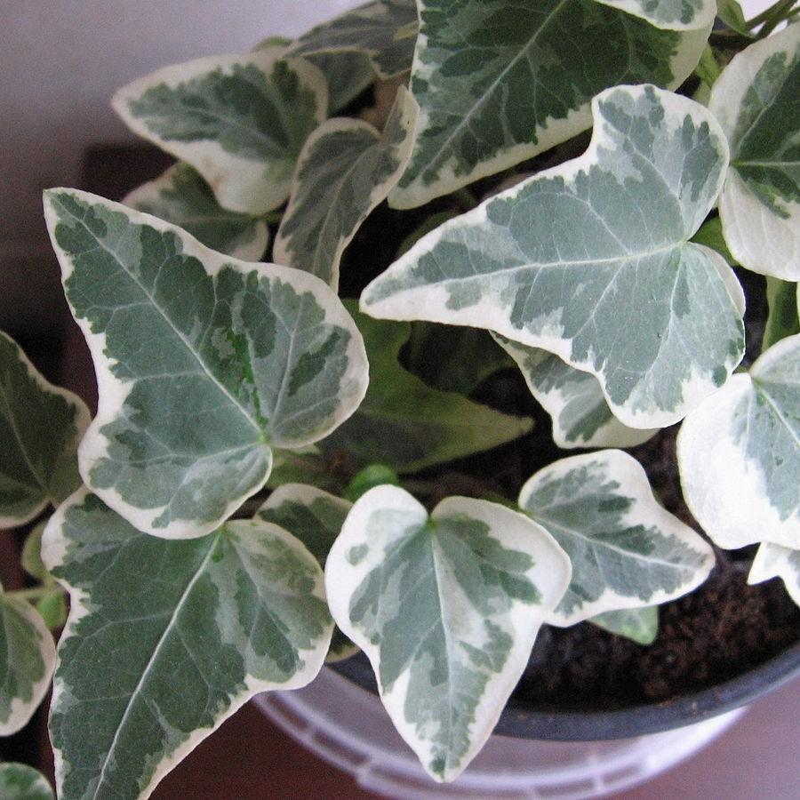 F5 Ivy Algerian Marengo Variegated - View 25 from www redcrocus com