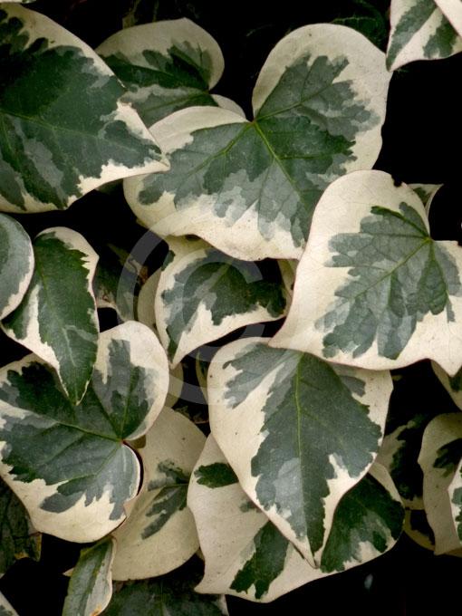 F5 Ivy Algerian Marengo Variegated - View 29 from www redcrocus com
